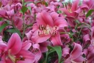 Lilium OT Carbonero