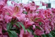 Lilium OT Carbonero