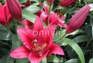 Lilium OT Carbonero