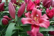 Lilium OT Carbonero