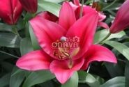 Lilium OT Carbonero