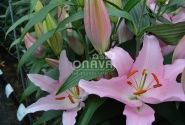 Lilium OR Catone