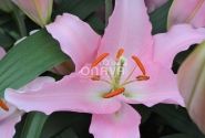Lilium OR Catone