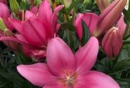 Lilium LA Lively