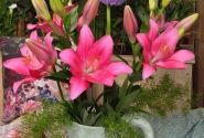Lilium LA Lively