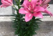 Lilium LA (podu) Summer Silk