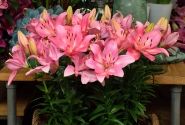 Lilium LA (podu) Summer Silk