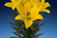 Lilium LA (podu) Summer Sun