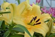 Lilium OT Shine On