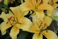 Lilium OT Shine On
