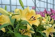 Lilium OT Shine On
