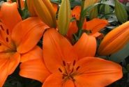 Lilium LA Cortona