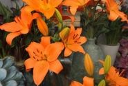 Lilium LA Cortona