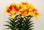 Lilium AZ (podu) Tiny Nugget