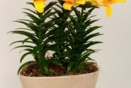 Lilium AZ (podu) Tiny Nugget