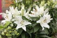 Lilium OR (podu) Sunny Bahamas