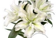 Lilium OR Roselily Aisha
