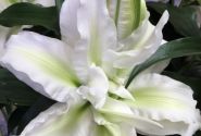 Lilium OR Roselily Aisha