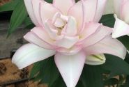 Lilium OR Roselily Anouska