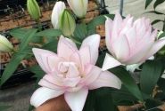 Lilium OR Roselily Anouska