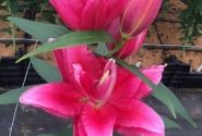 Lilium OR Roselily Dalinda