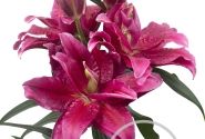 Lilium OR Roselily Dalinda