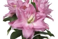 Lilium OR Roselily Editha