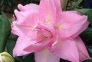 Lilium OR Roselily Editha