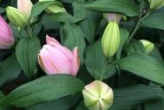 Lilium OR Roselily Editha