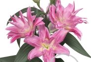Lilium OR Roselily Patricia