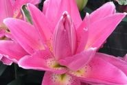 Lilium OR Roselily Patricia