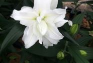 Lilium OR Roselily Ramona