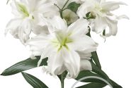 Lilium OR Roselily Ramona