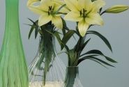 Lilium LA Trebbiano Gerrit Zalm
