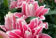 Lilium OR Roselily Bianca