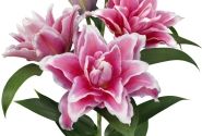 Lilium OR Roselily Bianca