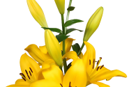 Lilium LA Branko