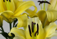 Lilium OT(podu) Sunny Bliss