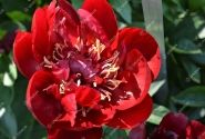 Paeonia hybride Buckeye Belle 2/3