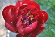Paeonia hybride Buckeye Belle 2/3