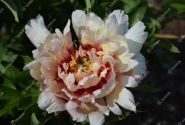 Paeonia intersectional Callies Memory 3/5