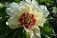 Paeonia intersectional Callies Memory 3/5