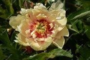 Paeonia intersectional Canary Brilliants 5/+