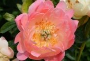 Paeonia hybride Coral Sunset 2/3