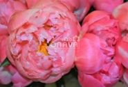 Paeonia hybride Coral Sunset 2/3