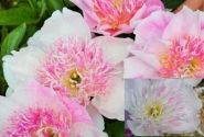 Paeonia lactiflora Do Tell 2/3