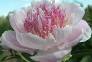 Paeonia lactiflora Do Tell 2/3