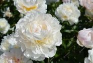 Paeonia lactiflora Dynasty 3/5
