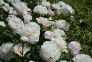 Paeonia lactiflora Dynasty 3/5