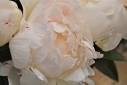 Paeonia lactiflora Elsa Sass 2/3